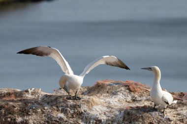 Kuzey sümsük kuşu, Almanya 'nın Helgoland adasının kayalıklarında bir üreme kolonisine iniyor..