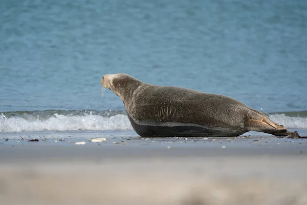 Common Seal Phoca Vitulina Leżąca Plaży Morze Tle Helgoland Niemcy — Zdjęcie stockowe