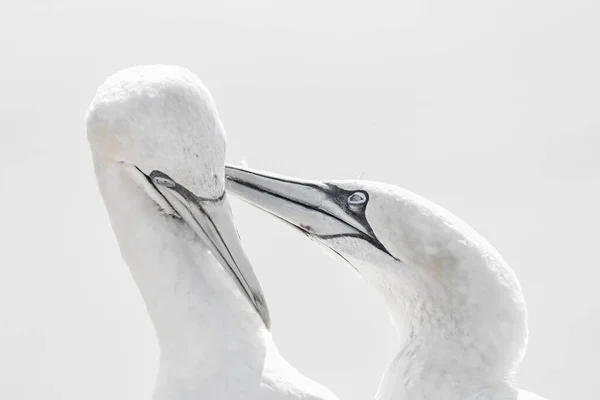 Retrato Pareja Gannet Del Norte Sula Bassana Dos Pájaros Les —  Fotos de Stock