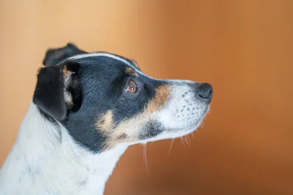 Kahverengi Siyah Beyaz Jack Russell Terrier Köpeği Vücudun Bir Parçası — Stok fotoğraf