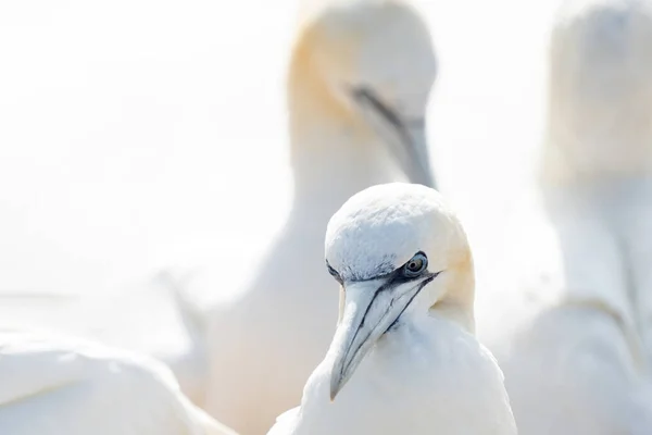 Büyük Kuzey Sümsük Kuşu Morus Bassanus Okyanusun Üzerindeki Sarp Kayalıkların — Stok fotoğraf