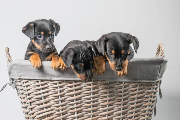 Porträt Von Drei Entzückenden Jack Russel Terrier Welpen Einem Weidenkorb — Stockfoto