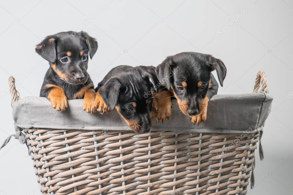 A portrait of three adorable Jack Russel Terrier puppies, in a wicker basket, isolated on a white background.