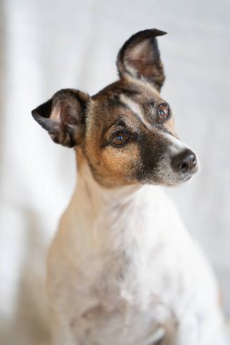 Kahverengi, siyah ve beyaz yaşlı Jack Russell Terrier sandalyede, yarı vücut..