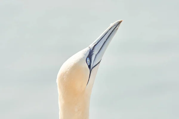 Ett Vilt Fågelhuvud Det Vilda Morus Bassanus Norra Gannet Helgoland — Stockfoto