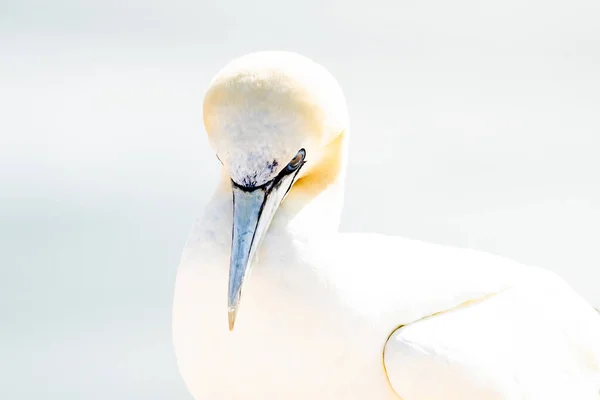 Pássaro Selvagem Selvagem Northern Gannet Ilha Helgoland Mar Norte Alemanha — Fotografia de Stock