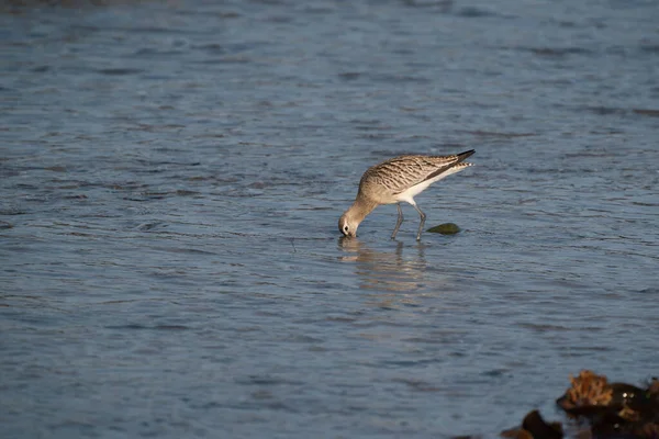 Nahaufnahme Einer Uferschnepfe Limosa Limosa Watvogel Auf Nahrungssuche Wasser — Stockfoto