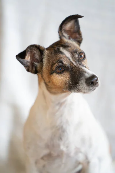 Kahverengi Siyah Beyaz Yaşlı Jack Russell Terrier Sandalyede Yarı Vücut — Stok fotoğraf