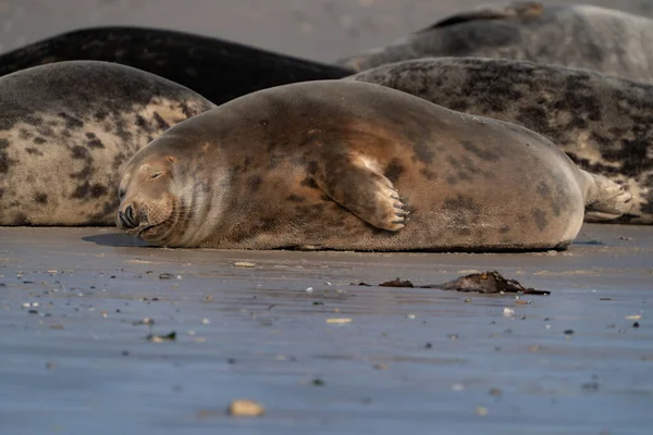 Vildgrå Lata Sälkoloni Stranden Vid Dune Tyskland Grupp Med Olika — Stockfoto