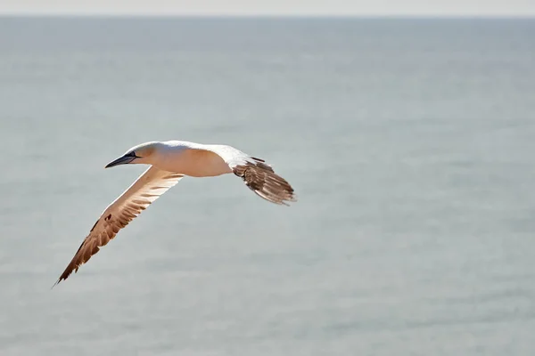 Een Enkele Witte Gele Gannet Vliegt Door Lucht Blauwe Grijze — Stockfoto