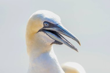 Kuzey sümsük kuşunun portresi, Sula bassana, yumuşak ışıkta iki kuş, hayvani aşk davranışları.