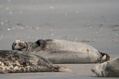 Vahşi Grey tembel fok kolonisi Almanya 'nın Dune sahilinde. Çeşitli şekil ve boyutlarda gri foklara sahip bir grup..