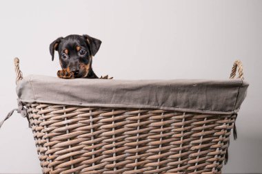 Beyaz bir arka planda izole edilmiş hasır sepette duran sevimli bir Jack Russel Terrier yavrusunun portresi..