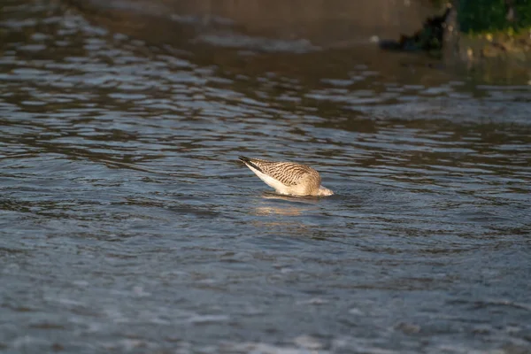 Nahaufnahme Einer Uferschnepfe Limosa Limosa Watvögel Sucht Nahrung Meer Mit — Stockfoto