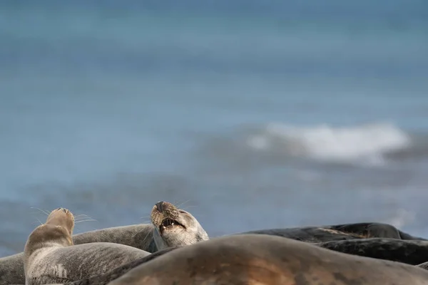 Colonie Phoques Paresseux Gris Sauvage Sur Plage Dune Allemagne Groupe — Photo