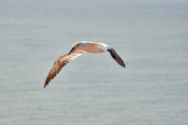 Single White Yellow Gannet Flies Sky Blue Gray Sea Background — Stock Photo, Image