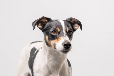 Kahverengi, siyah ve beyaz Jack Russell Terrier beyaz arka planda, sadece kafası.