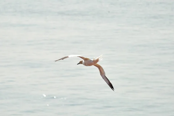 Une Seule Ganière Blanche Jaune Vole Dans Ciel Bleu Mer — Photo