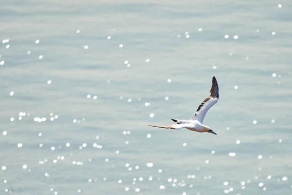 Een Enkele Witte Gele Jan Van Genten Vliegt Boven Zee — Stockfoto