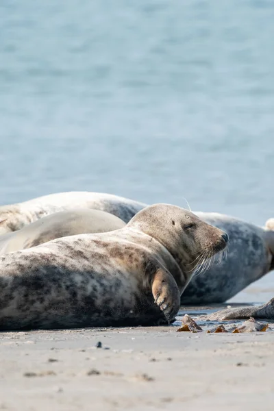 德国沙丘海滩上的野生灰海豹群落 有各种形状和尺寸的灰色封印的组 — 图库照片