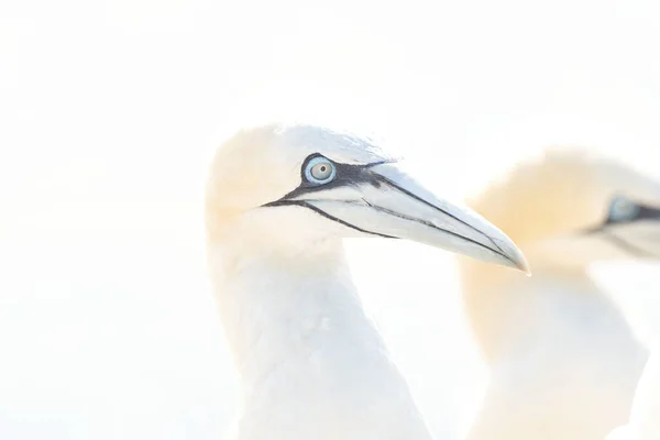 Retrato Pareja Gannet Del Norte Sula Bassana Dos Pájaros Les — Foto de Stock