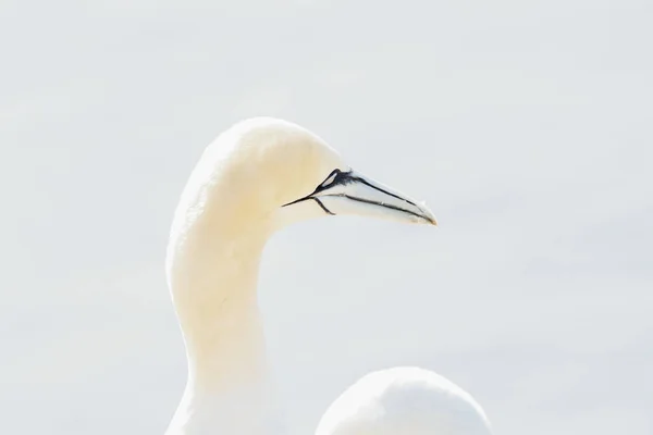 One Wild Bird Head Wild Morus Bassanus Northern Gannet Island — Stock Photo, Image