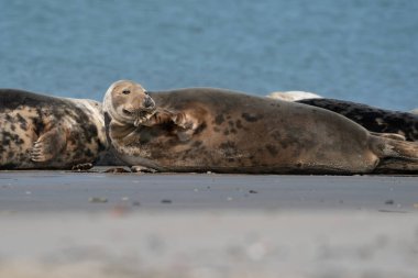 Vahşi Grey tembel fok kolonisi Almanya 'nın Dune sahilinde. Çeşitli şekil ve boyutlarda gri foklara sahip bir grup..