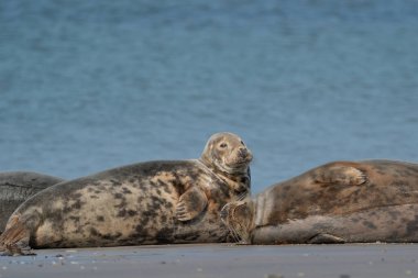 Almanya 'nın kumlu kumlu sahillerinde komik, tembel foklar. Bir fok doğruca kameraya bakar..
