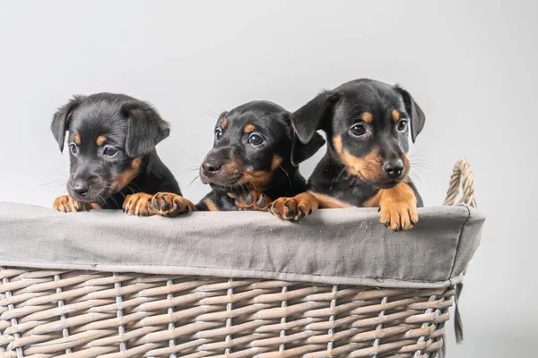 Porträt Von Drei Entzückenden Jack Russel Terrier Welpen Einem Weidenkorb — Stockfoto