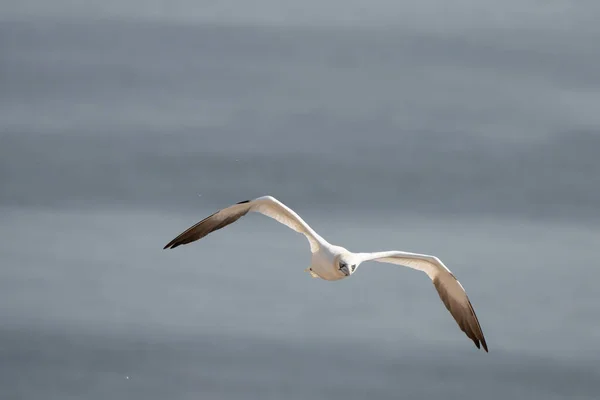 Une Seule Ganière Blanche Jaune Vole Dans Ciel Bleu Mer — Photo