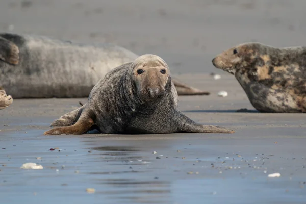 Selos Preguiçosos Engraçados Praia Dune Alemanha Selo Olha Diretamente Para — Fotografia de Stock