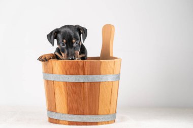 Beyaz bir arka planda izole edilmiş, tahta bir sauna kovasında, şirin bir Jack Russel Terrier yavrusunun portresi..