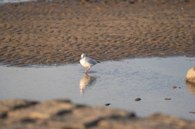 Bir martı, Almanya 'nın Cuxhaven plajında, yansımalı bir su havuzunda duruyor..