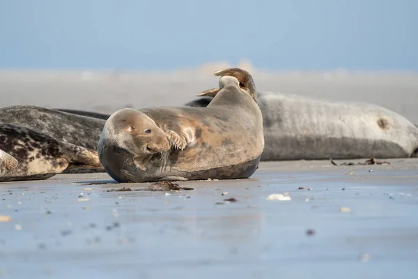 Selos Preguiçosos Engraçados Praia Dune Alemanha Selo Tem Cabeça Cauda — Fotografia de Stock