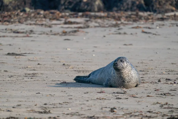 Jedna Szara Pieczęć Halichoerus Grypus Samotny Plaży Helgoland — Zdjęcie stockowe