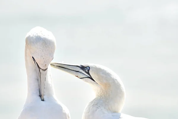 Retrato Pareja Gannet Del Norte Sula Bassana Dos Pájaros Les —  Fotos de Stock