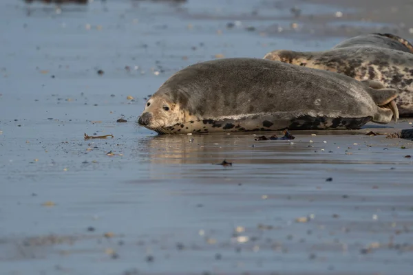 Wilde Kegelrobbenkolonie Strand Und Meer Jede Menge Algen Düne Deutschland — Stockfoto