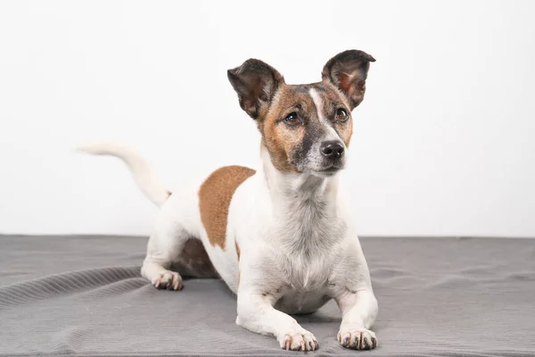 Hnědý Černobílý Starší Jack Russell Teriér Leží Šedé Dece — Stock fotografie