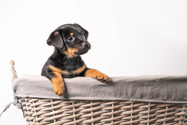 Beyaz bir arka planda izole edilmiş hasır sepette duran sevimli bir Jack Russel Terrier yavrusunun portresi..