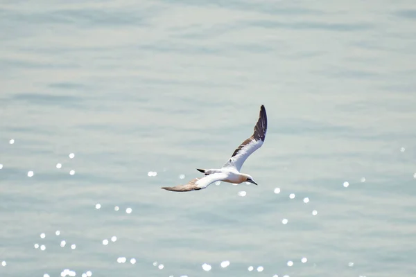 Une Seule Ganière Blanche Jaune Vole Dessus Mer Soleil Brille — Photo