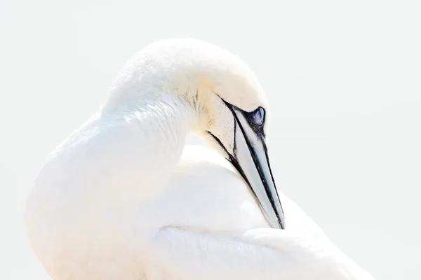 One Wild Bird Wild Northern Gannet Island Helgoland North Sea — Stock Photo, Image