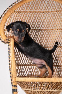 Beyaz bir arka planda izole edilmiş, bir sandalyede arka ayakları üzerinde duran şirin bir Jack Russel Terrier köpeğinin portresi..