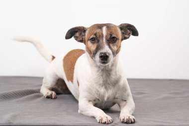 Kahverengi, siyah beyaz yaşlı Jack Russell Terrier gri bir battaniyenin üzerinde yatıyor..