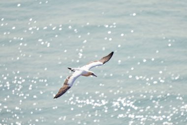 Güneşin parladığı denizin üzerinde tek bir beyaz ve sarı sümsük kuşu uçar..