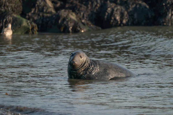 一只灰海豹 Halichoerus Grypus 在海里大摇大摆地游来游去 头在水面之上 背景中的岩石 — 图库照片