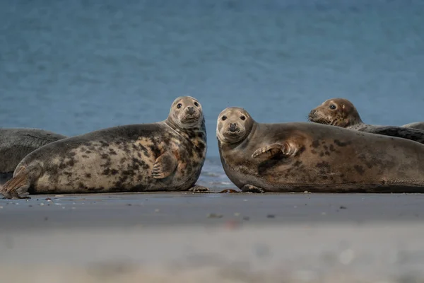 Roliga Lata Sälar Havet Dune Tyskland Två Tätningar Tittar Rakt — Stockfoto