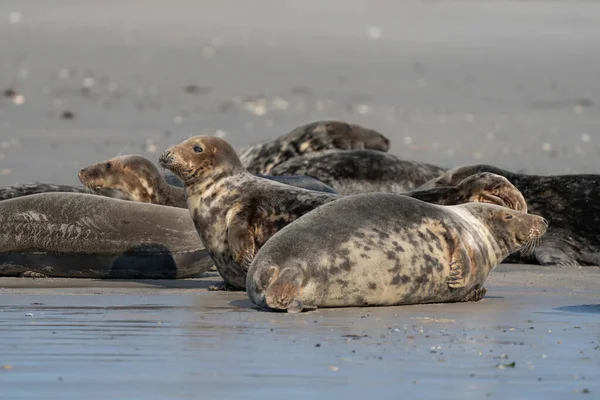 德国沙丘海滩上的野生灰海豹群落 有各种形状和尺寸的灰色封印的组 — 图库照片
