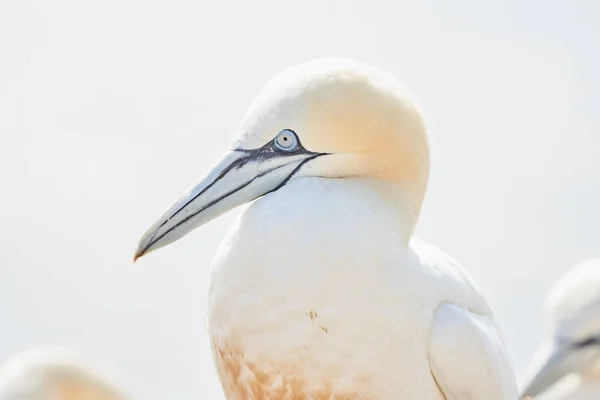 Одна Дика Пташка Дикій Природі Бас Морус Північний Ганнет Острові — стокове фото