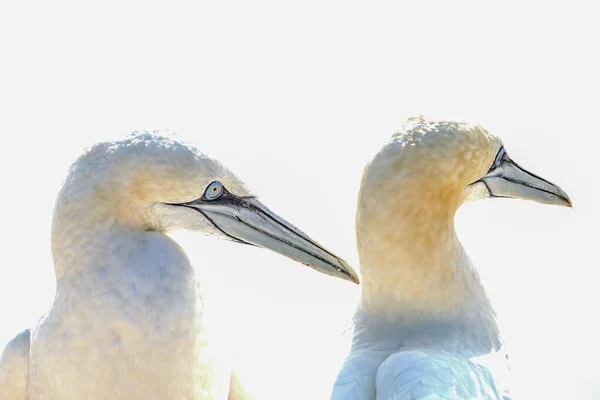 Portrait Paire Fous Bassan Sula Bassana Deux Oiseaux Aiment Lumière — Photo