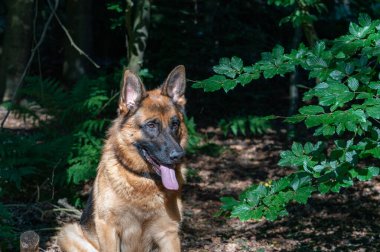 Kahverengi Alman çoban köpeği, erkek kumun üzerinde ormanda oturuyor, dili dışarı çıkmış. Arka planda ağaçlar.